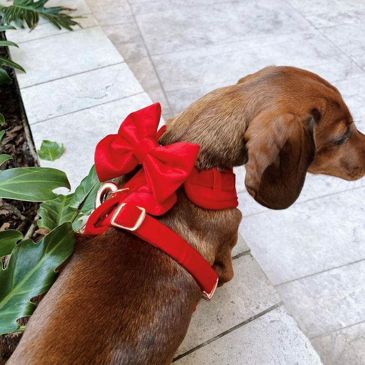 Velveteen Dog Harness