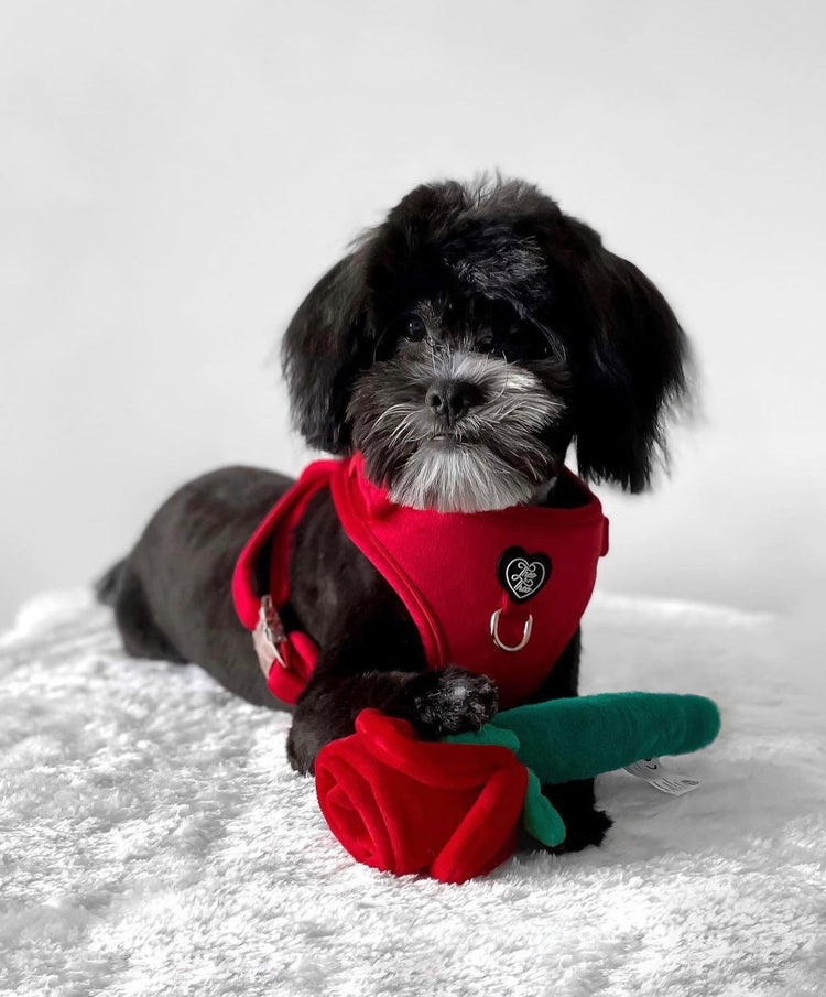 Velveteen Dog Harness