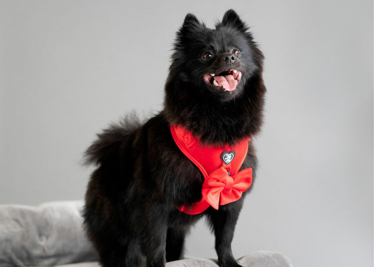 Velveteen Dog Harness