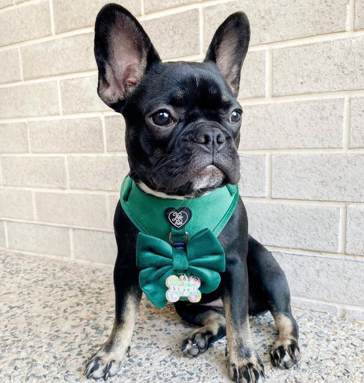 Velveteen Dog Harness