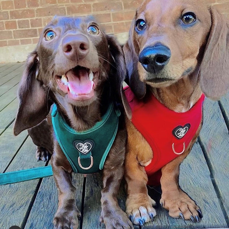 Velveteen Dog Harness